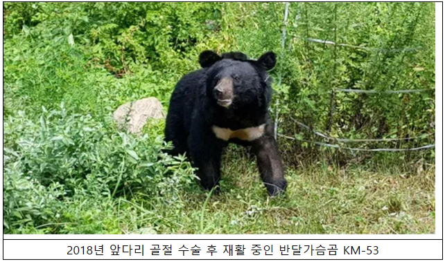 반달가슴곰 오삼이, 경북 상주시에서 폐사 확인