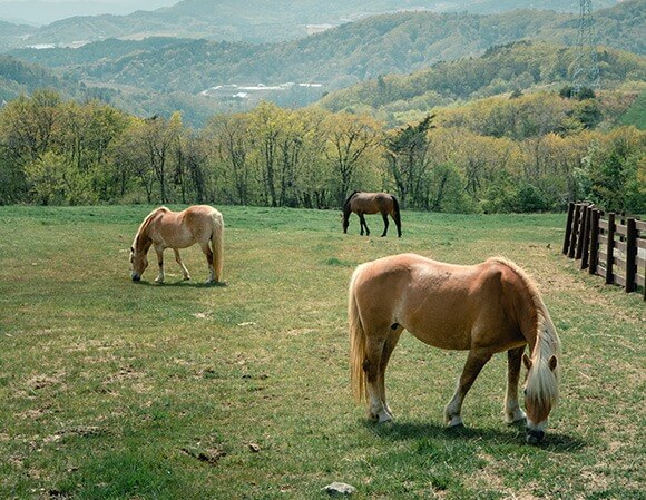 대관령 하늘목장 체험 정보