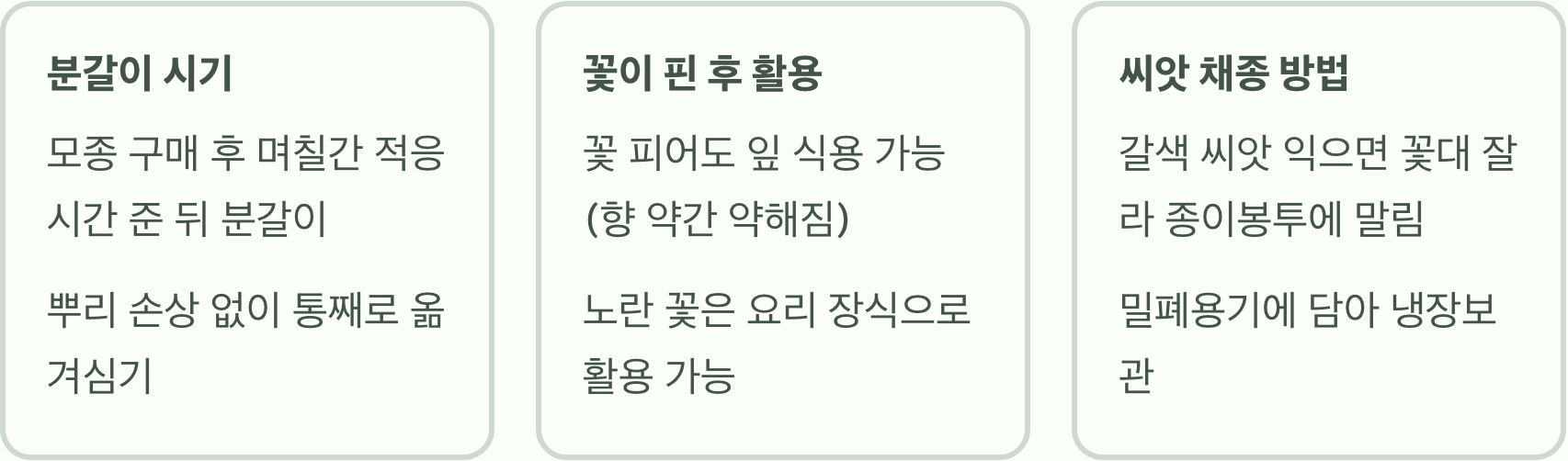 실패 없는 딜모종 키우기 A to Z (물주기, 햇빛, 흙)