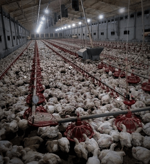 조류인플루엔자