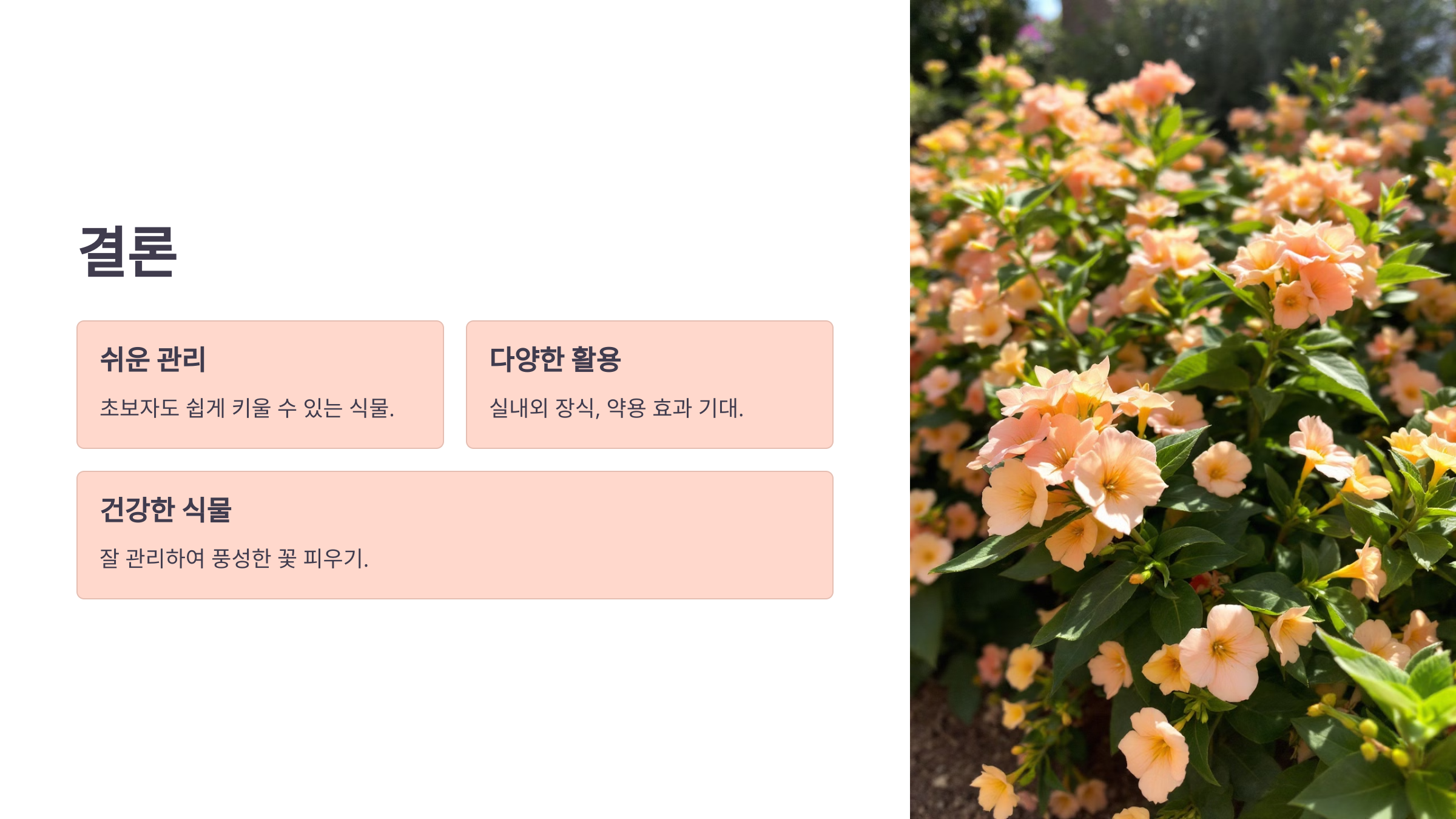 일일초와 관련된 사진입니다.