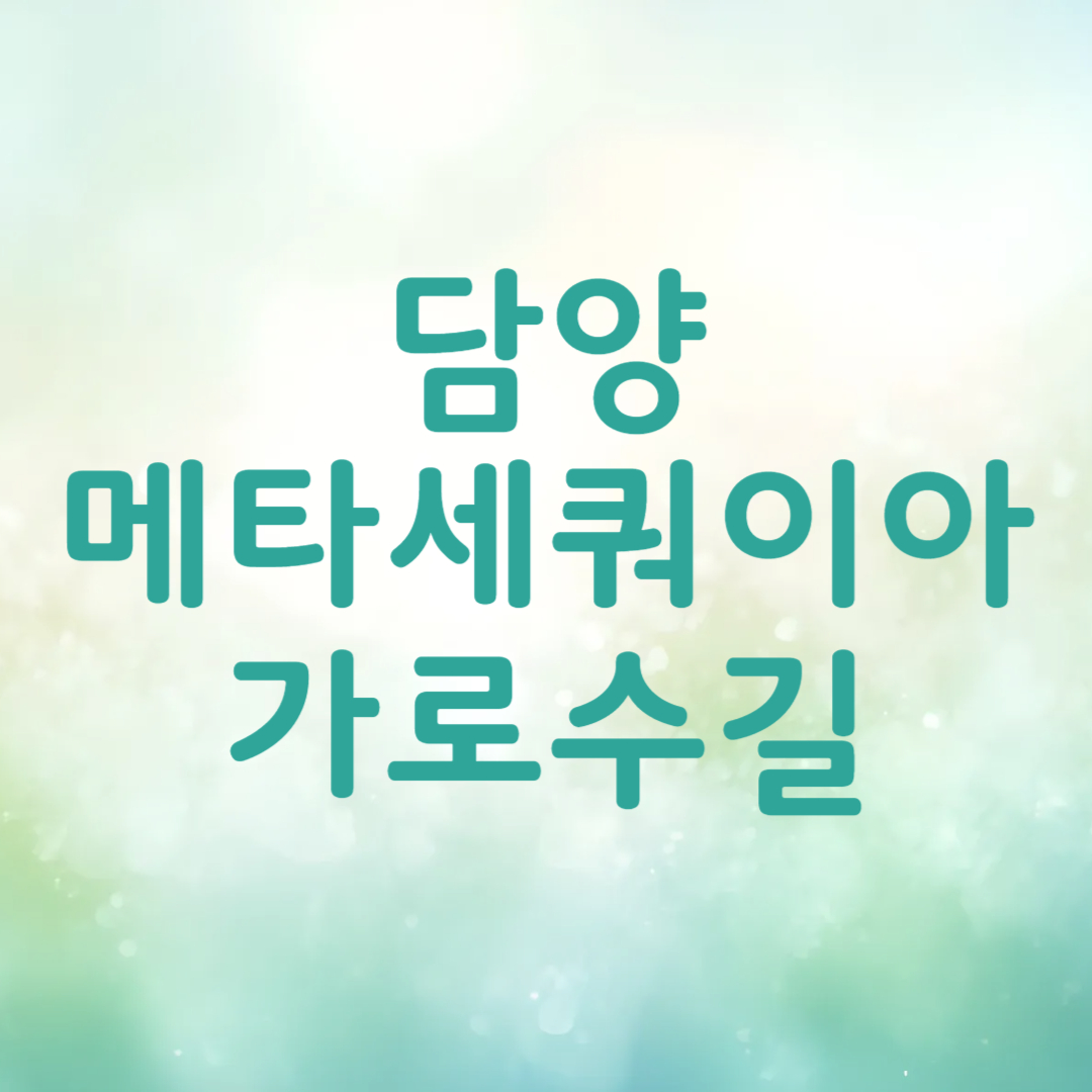 담양 메타세콰이어길