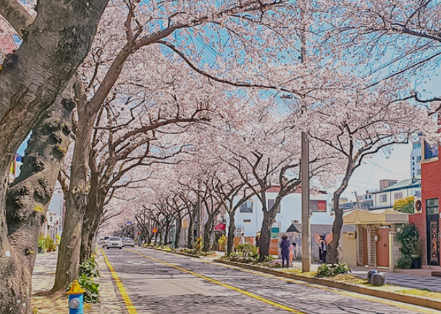 전농로 벚꽃거리