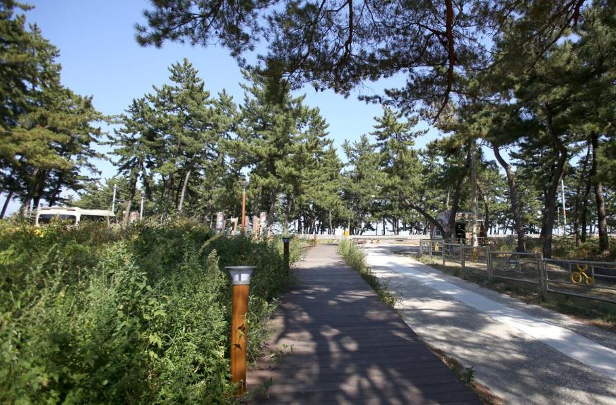 등명해변 소나무 숲