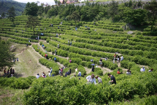 보성 녹차밭 찻잎 따는 사진