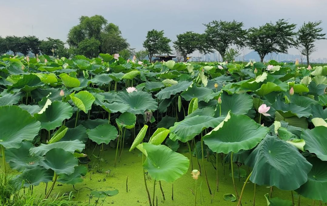 시흥 연꽃테마파크 