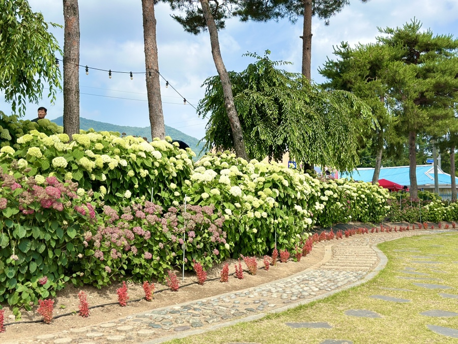 유구색동수국정원 수국축제