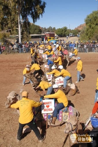 오스트레일리아 낙타 경주