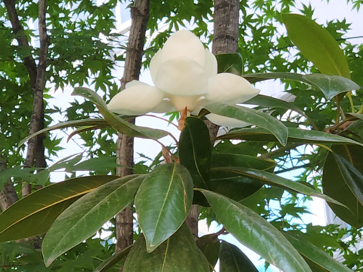 태산목