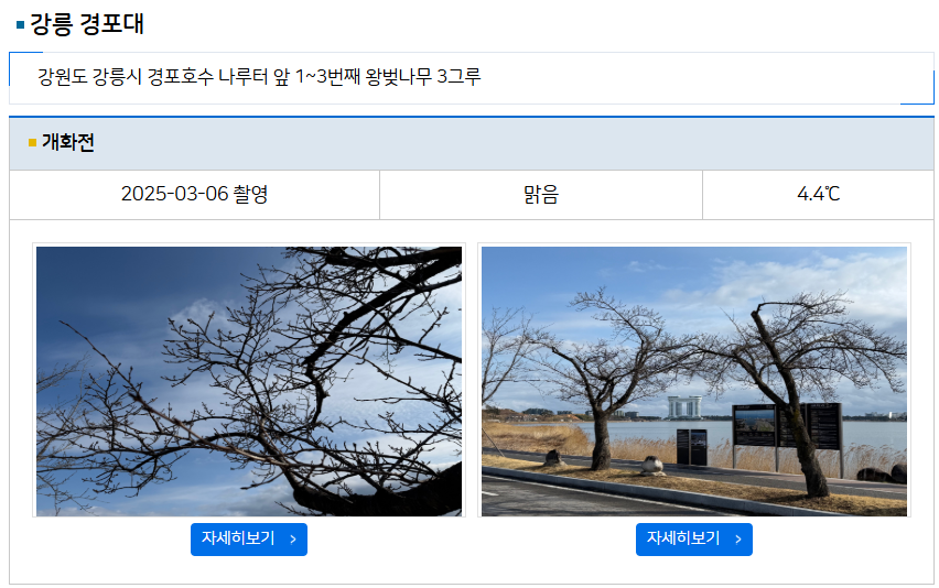 2025년 벚꽃 개화 시기, 기상청과 웨더아이에서 쉽게 확인하는 방법 🌸