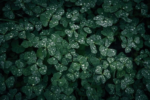 도시 농업과 빗물 관리: 지속 가능한 물 자원 활용