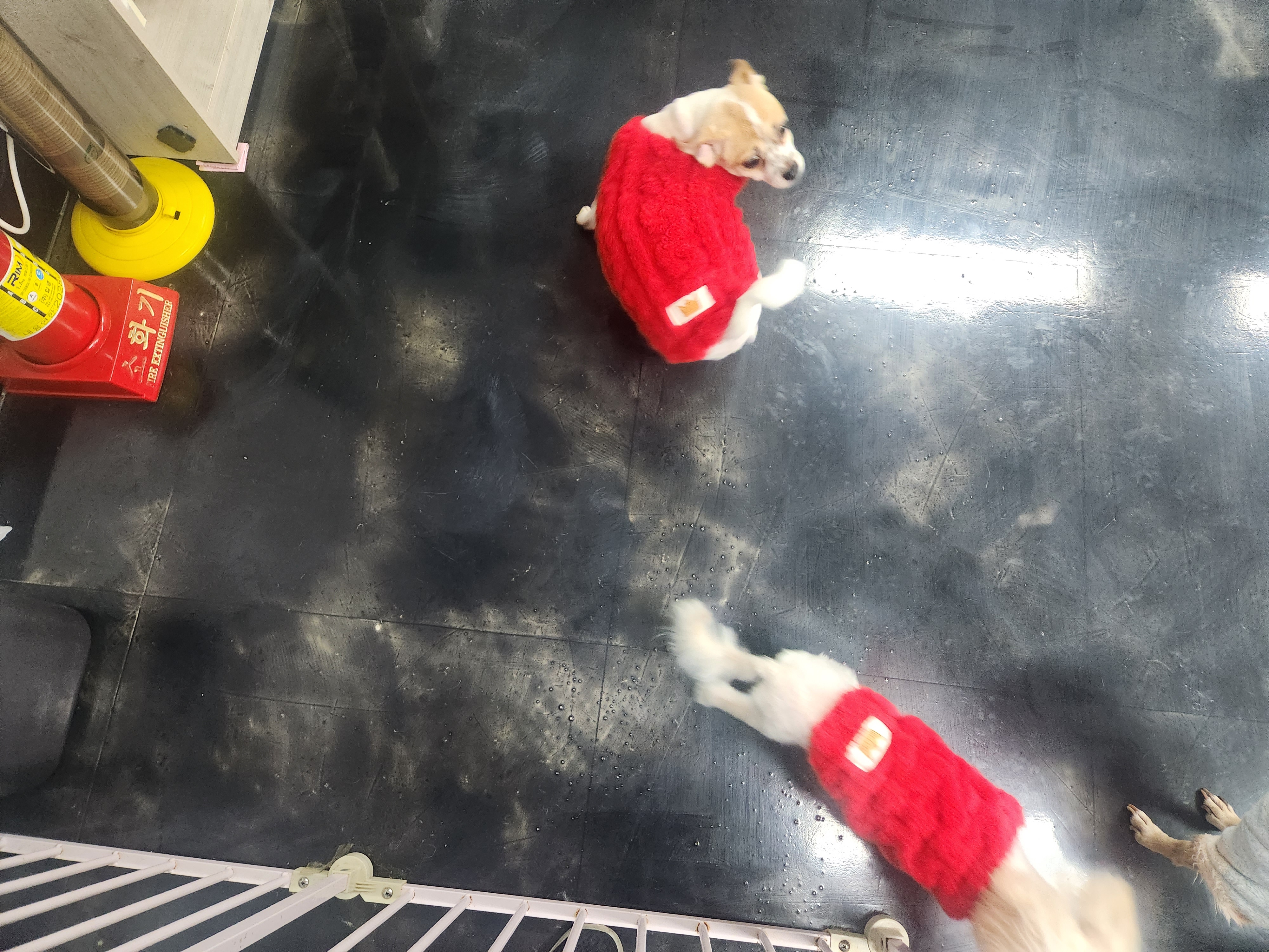 애견 미용실 개편한집
