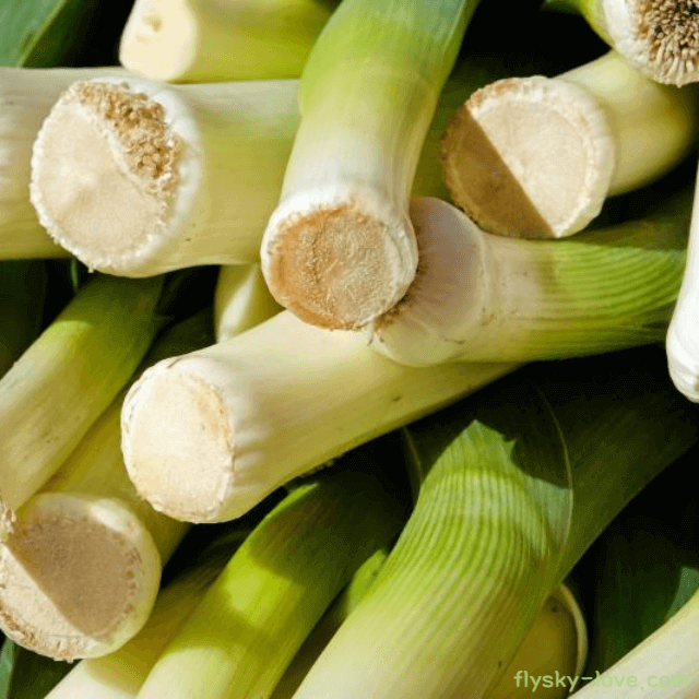 릭 (leek) 효능