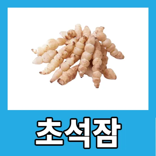 초석잠 4가지 효능 부작용 먹는방법 초석잠 차 초석잠 분말