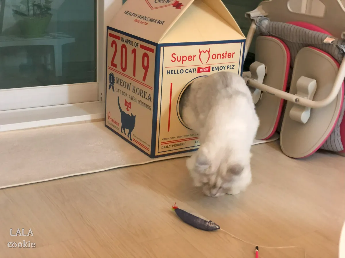 고양이-숨숨집-박스형-노는-고양이