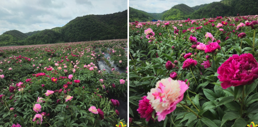 의성 조문국사적지, 작약꽃이 피어나는 고대의 정원
