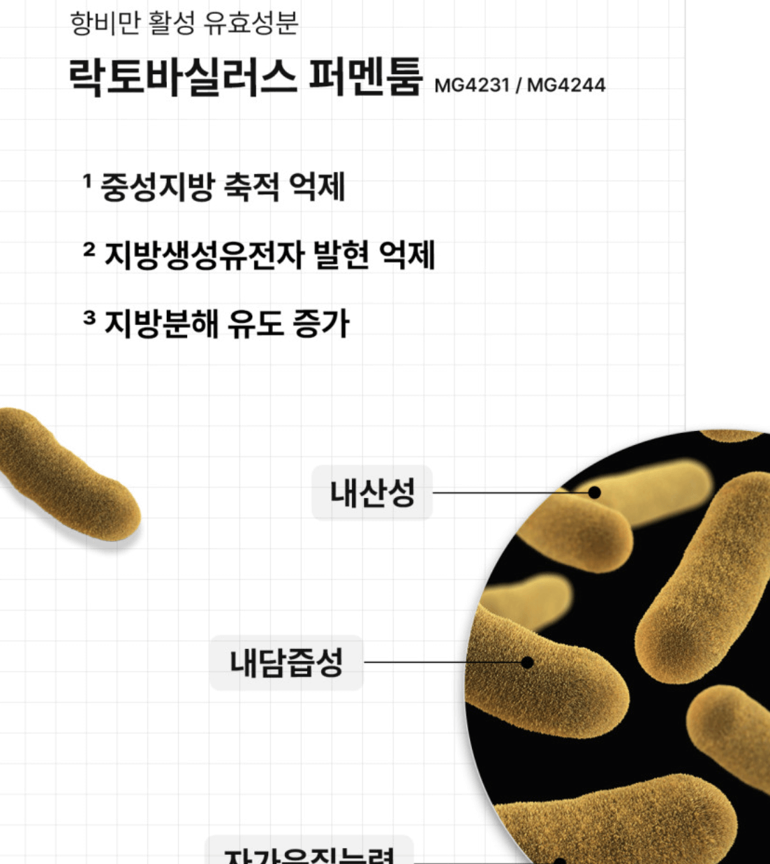 버틀랩 AF균주 항염유산균 LF42프로바이오틱스 장건강과 체중관리 