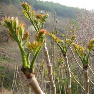 나무에서-자라는-두룹