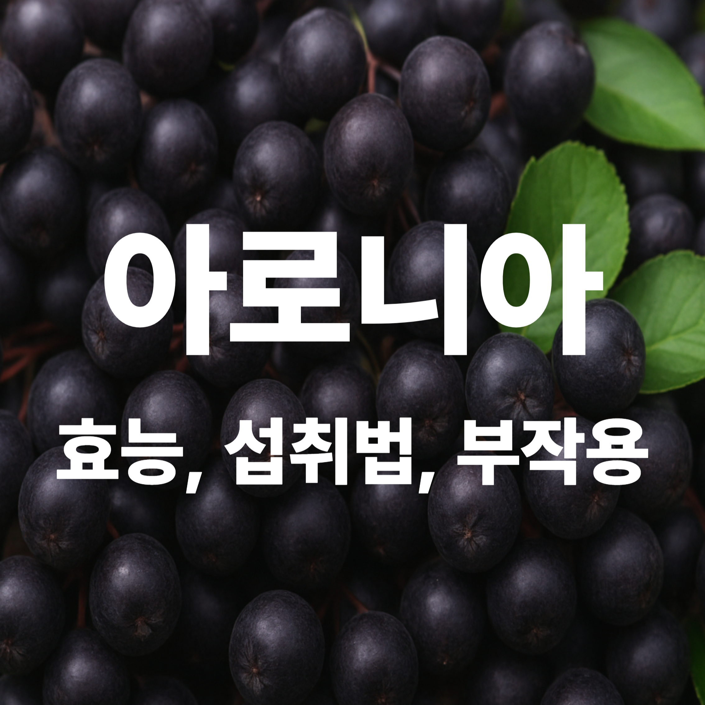 아로니아