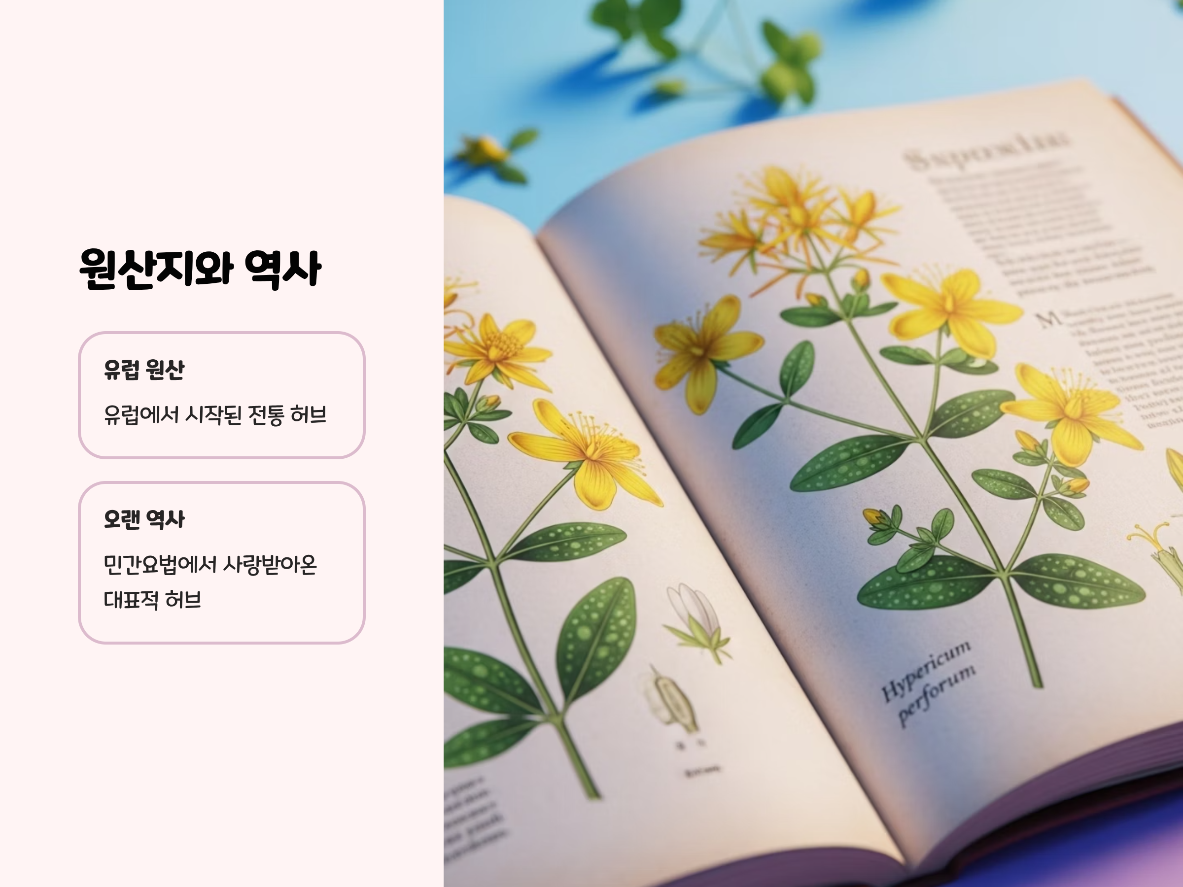 세인트 존스 워트의 원산지와 역사