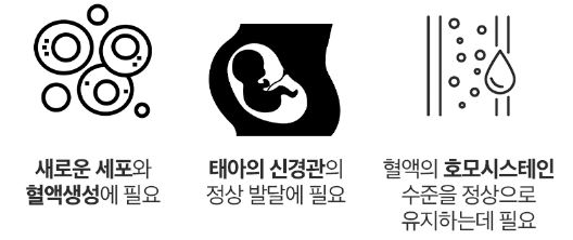 포뉴 엽산