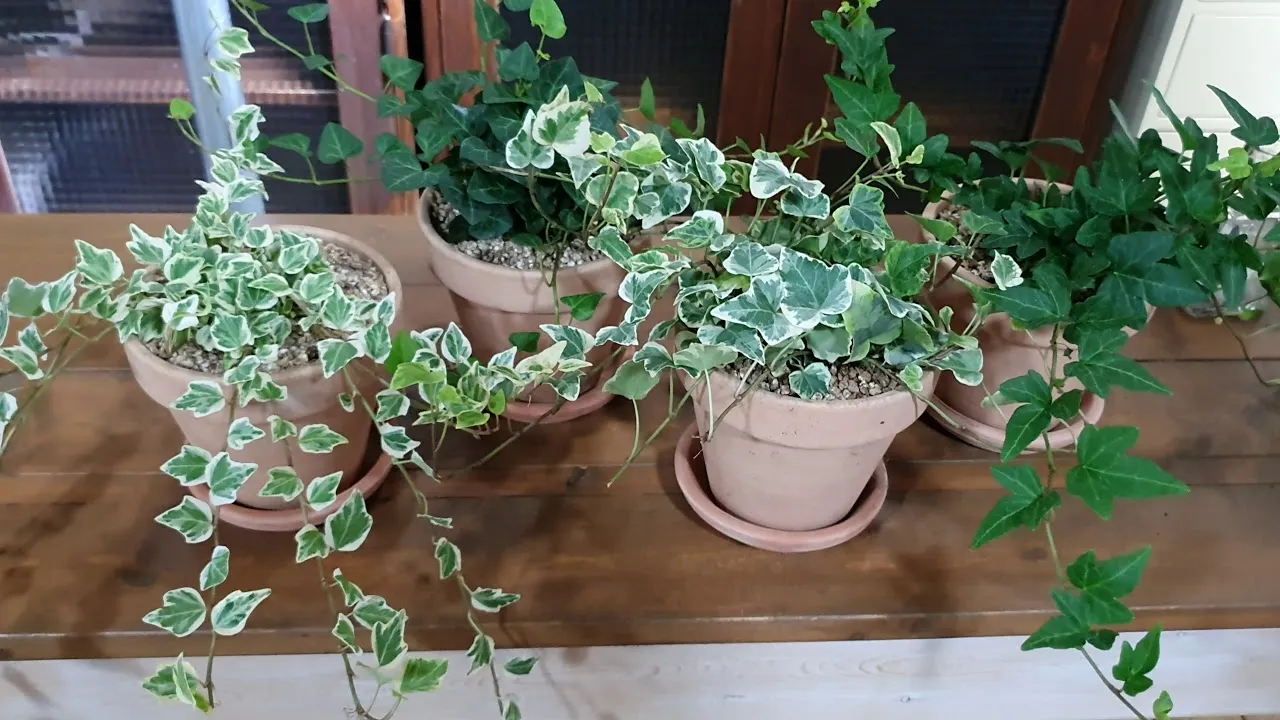 아이비 물주기 수경재배 삽목번식 빛관리 초보도 금방 성공_3