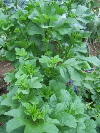 아욱 재배 텃밭 초보 직파 심기 병충해 적음_7