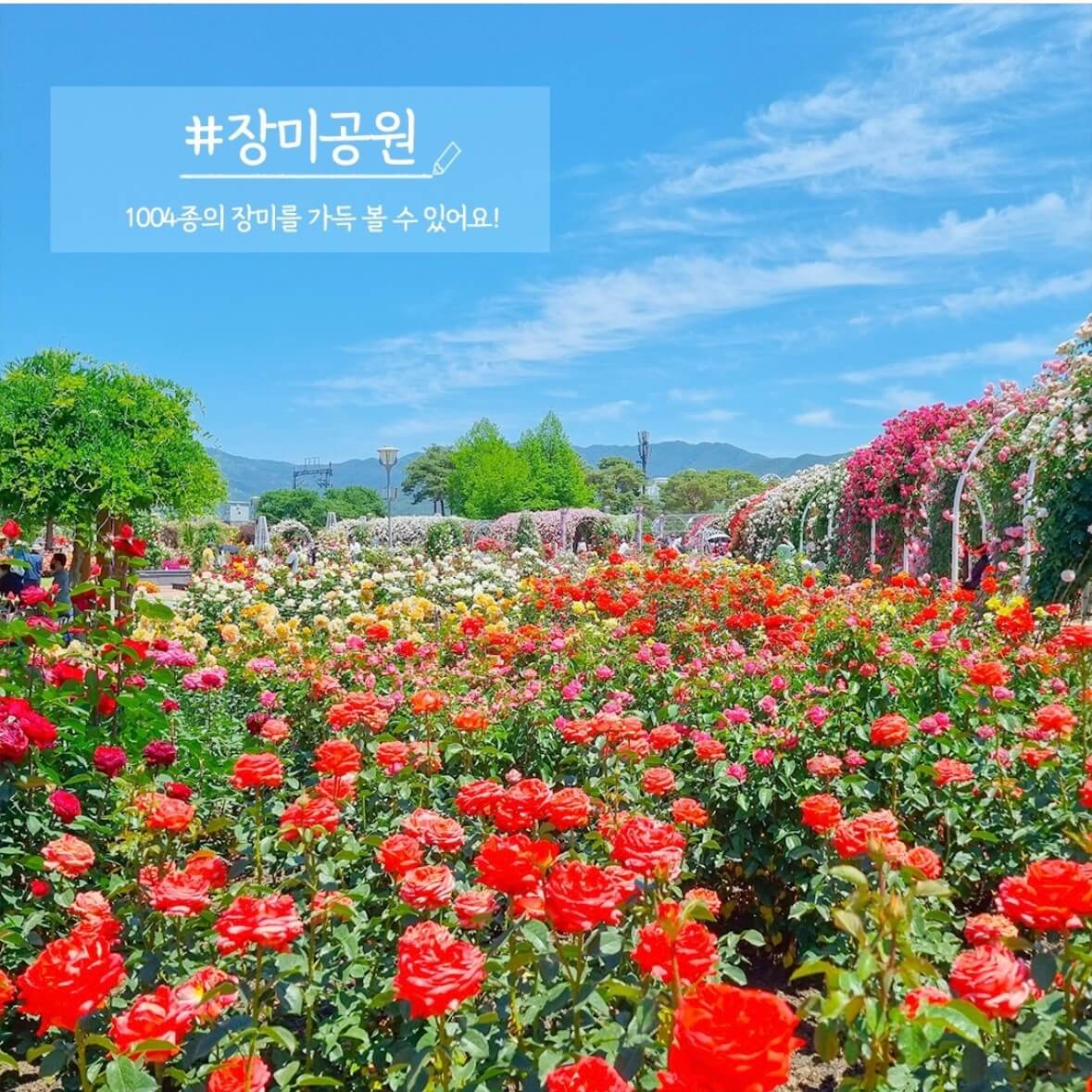 곡성 장미축제