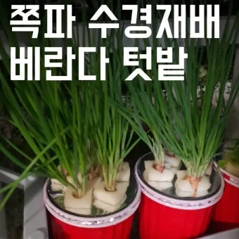 쪽파 재배 분구 관리 유기 자재 활용 친환경 방제_9