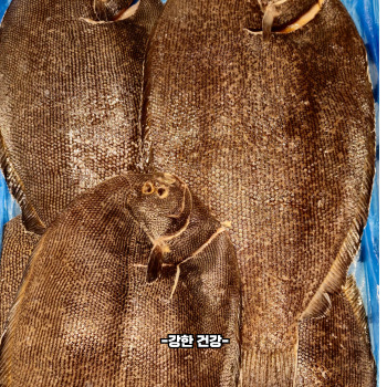 넙치 효능