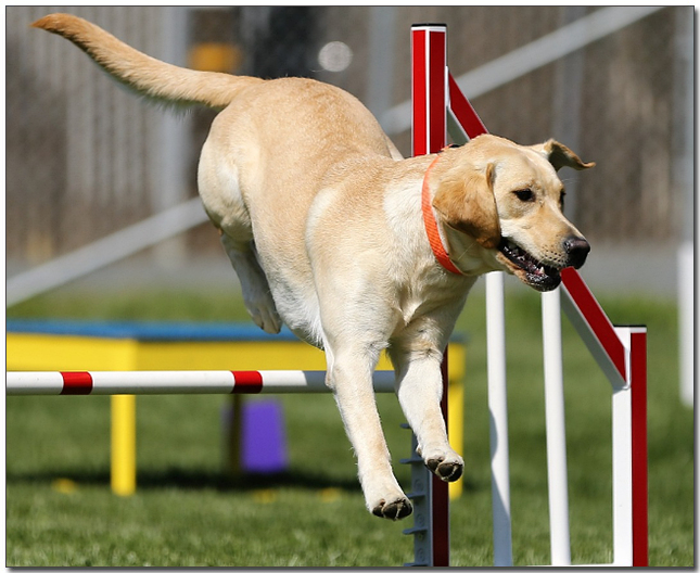 ์ฅ์ ๋ฌผ์ ๋๊ณ ์๋ ๋๋ธ๋ผ๋ ๋ฆฌํธ๋ฆฌ๋ฒ