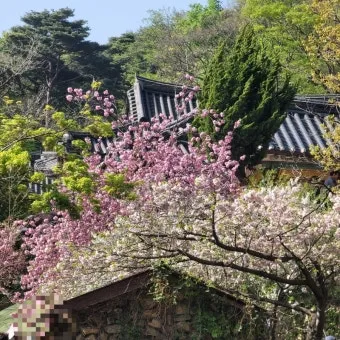 서산 개심사 청벚꽃 개화시기 명소_21