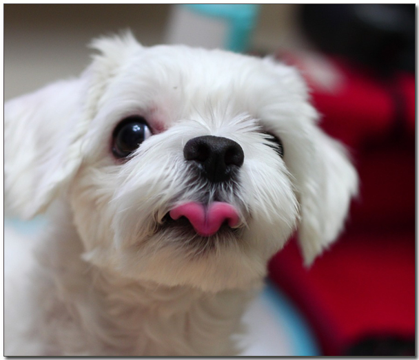 ๋ฐ๋ก๋ณด๋ ๋งํฐ์ฆ