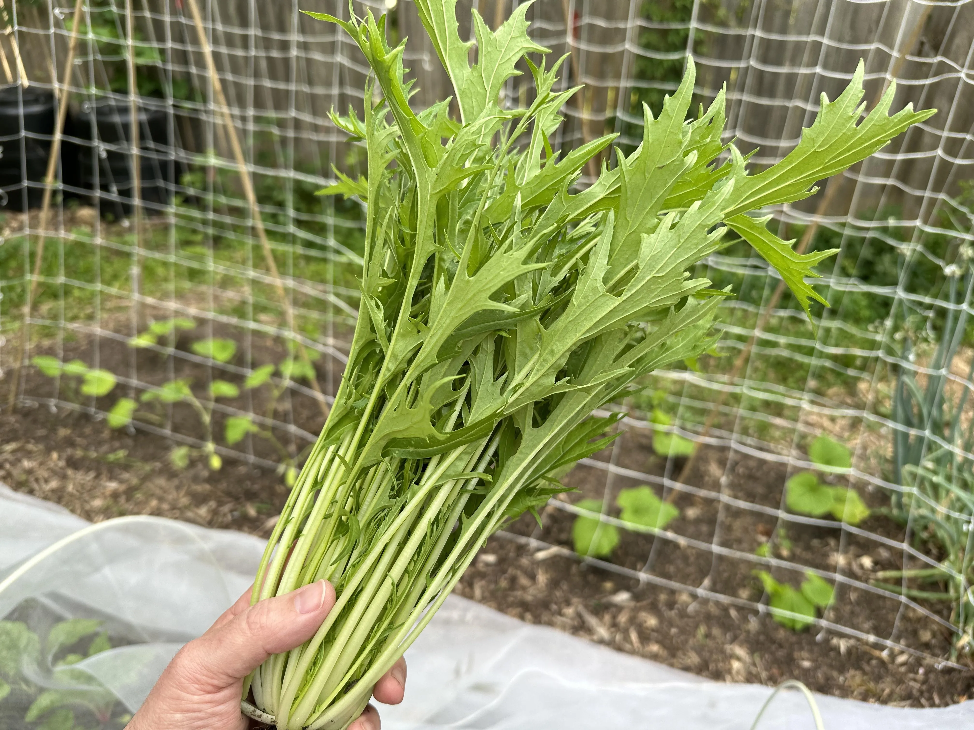 미즈나 재배 직파 요령 빠른 수확 통풍 관리_4