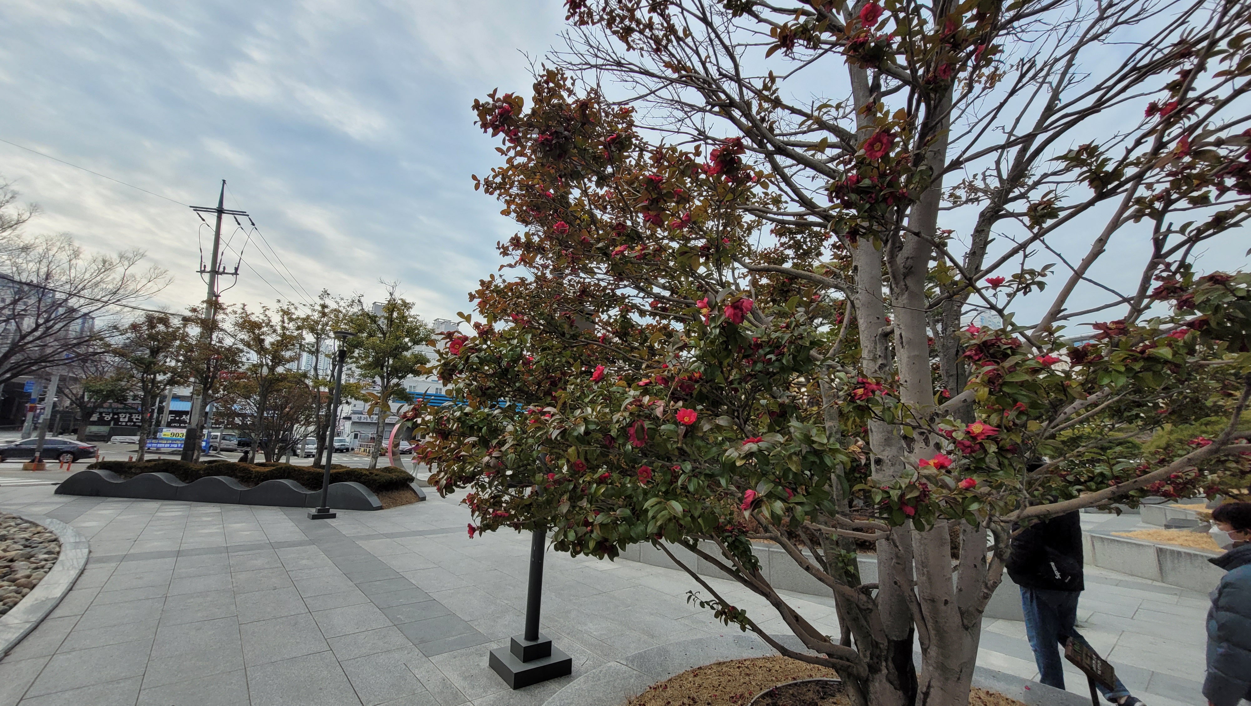 1월에 핀 동백꽃