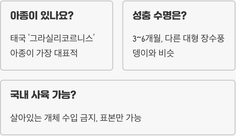 오각뿔장수풍뎅이 희귀성이 높은 이유&amp;#44; 수집가들이 주목하는 가치 정리