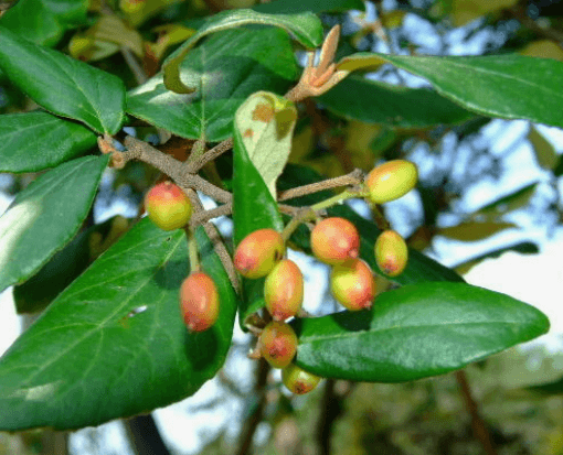 분꽃나무 꽃 꽃말 향기 열매 및 삽목 키우기 알아보기(유럽 토종)