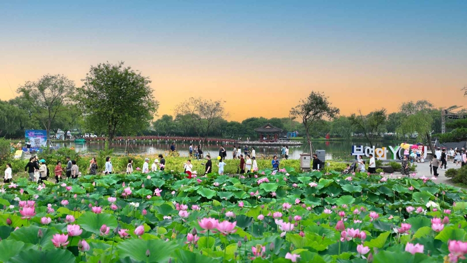 궁남지 연꽃 사진