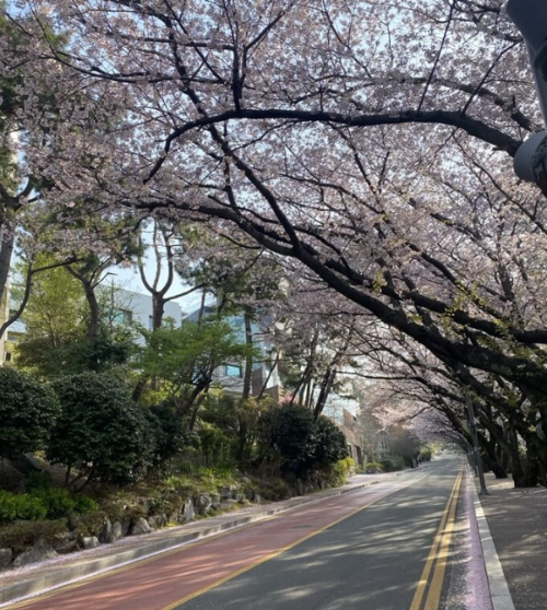 달맞이길 벚꽃 풍경
