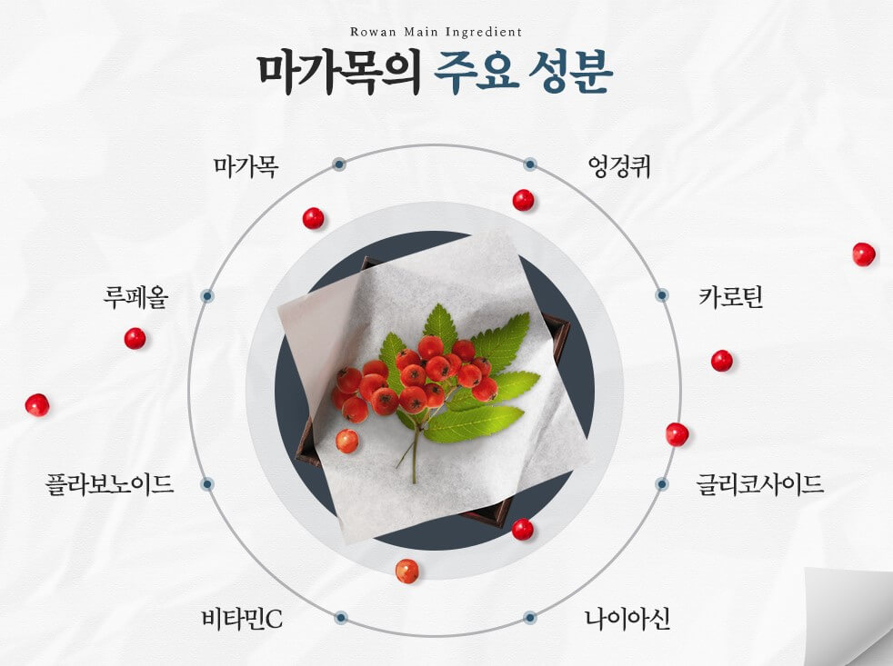 마가목 주요 성분