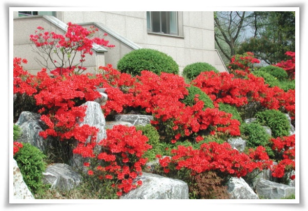 "영산홍" 봄날을 물들이는 활짝 핀 주홍빛 유혹의 매혹적인 꽃!