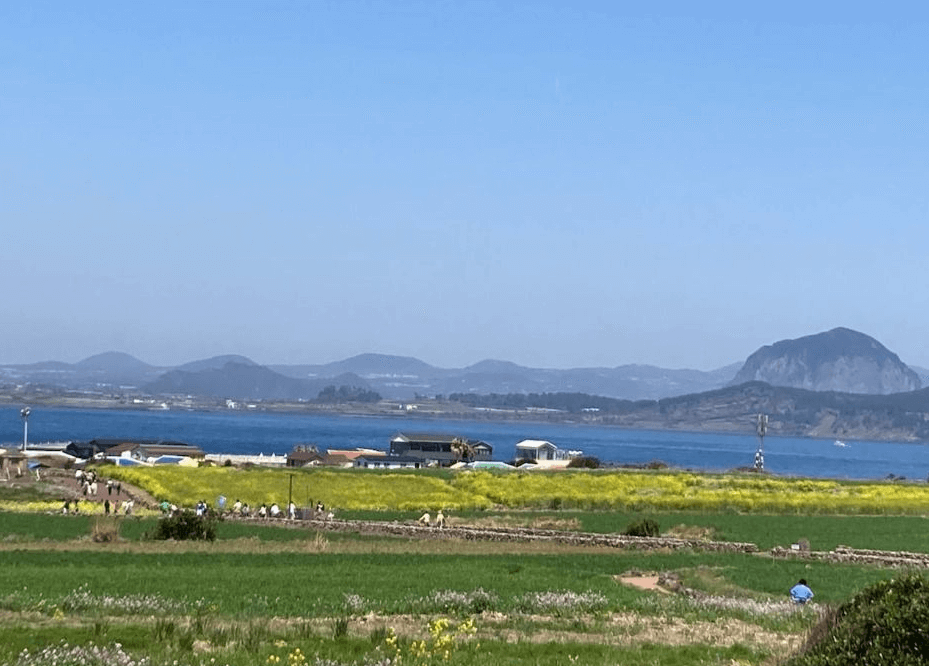 제주 가파도 청보리축제