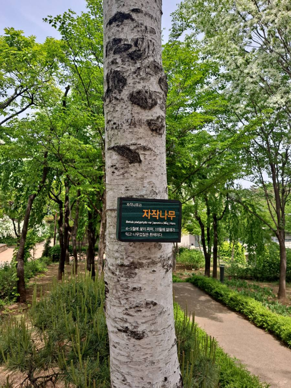 선유도 자작나무