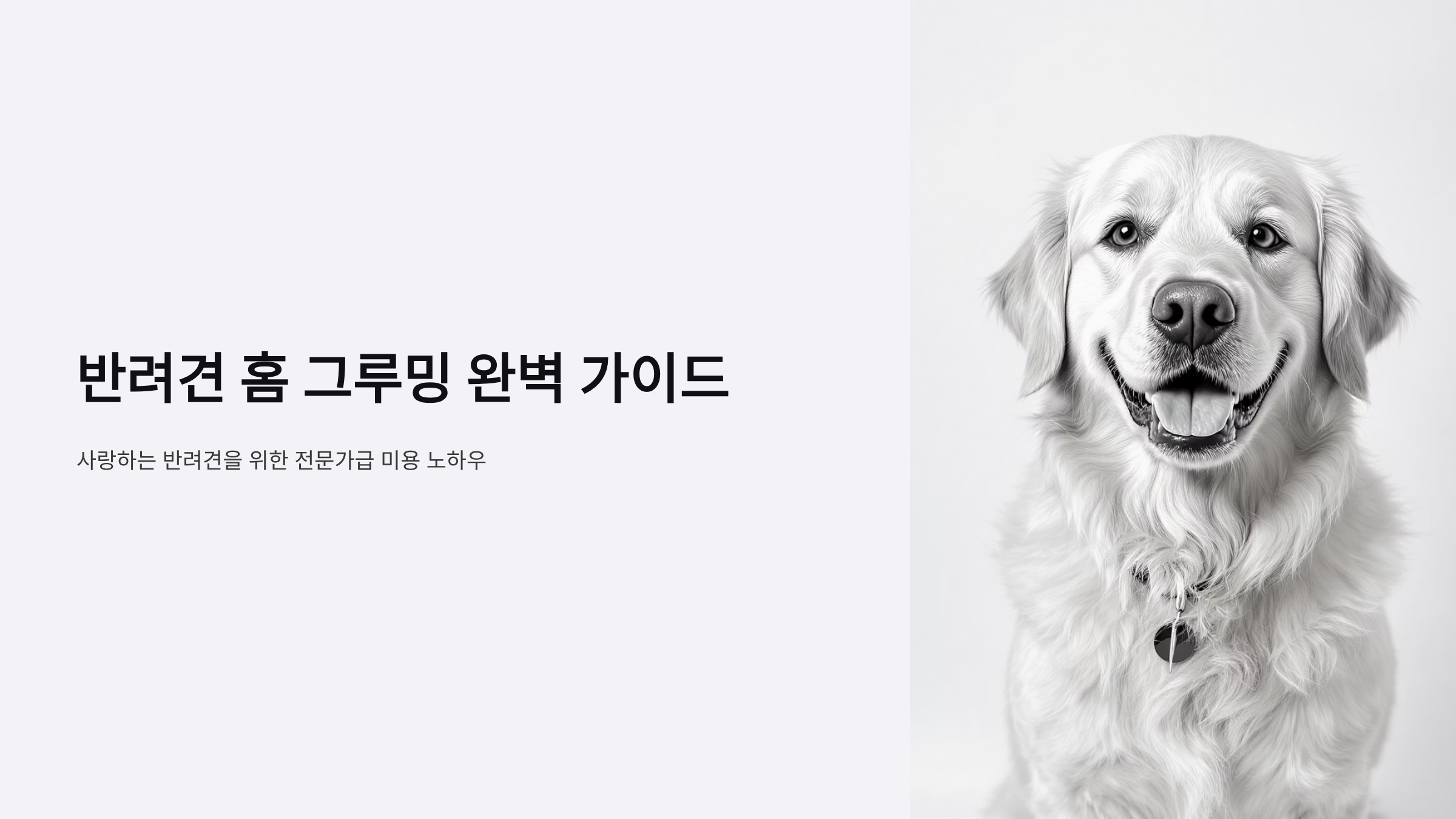 프리미엄 반려견 미용 완벽 마스터하기