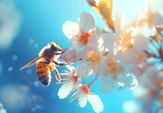 하얀 벚꽃 위에 벌 한 마리가 앉아서 꿀을 빨아먹는다. 부지런한 벌이다.