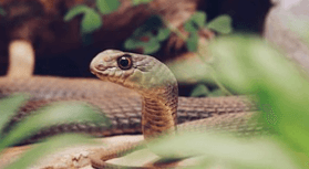 뱀에 몸에 감겨서 움직이지 못하는 꿈해몽