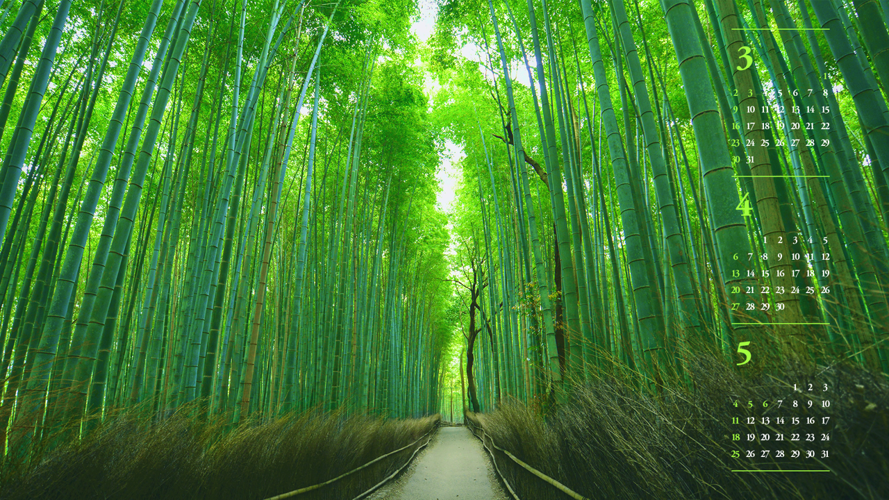 02 대나무 숲길 B - 2025년4월 노트북배경화면