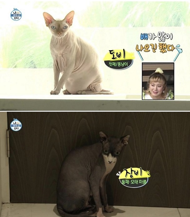 나혼산 유아인 고양이
