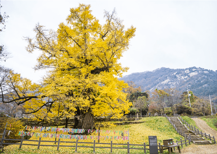 영국사은행나무