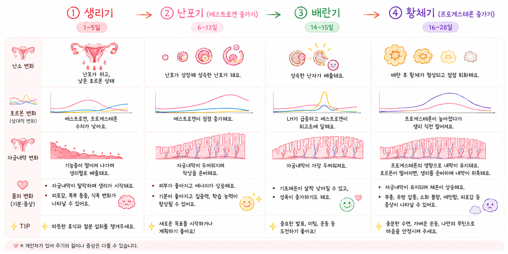 생리주기별 여성 호르몬 변화